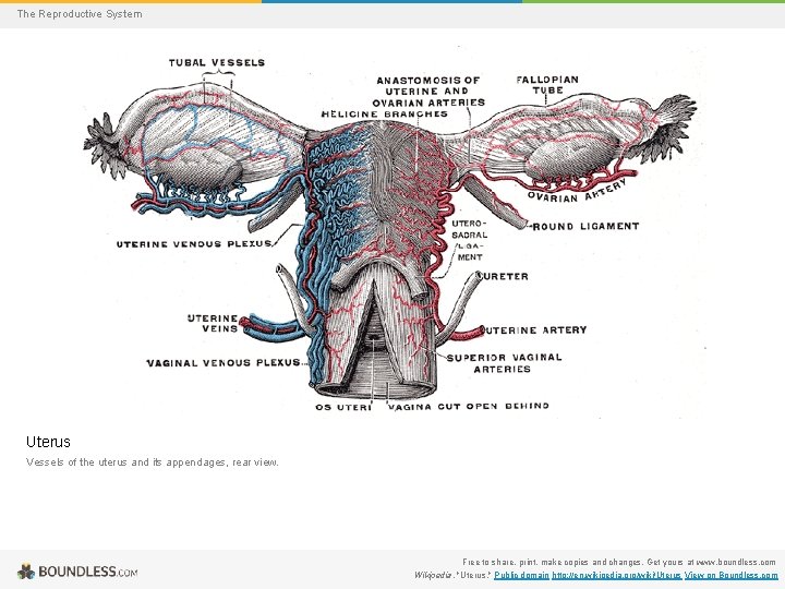 The Reproductive System Uterus Vessels of the uterus and its appendages, rear view. Free