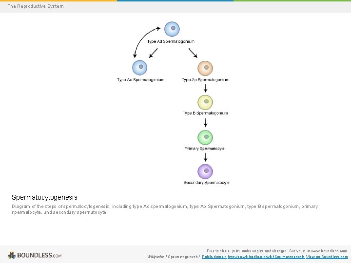 The Reproductive System Spermatocytogenesis Diagram of the steps of spermatocytogenesis, including type Ad spermatogonium,
