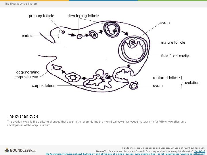 The Reproductive System The ovarian cycle is the series of changes that occur in
