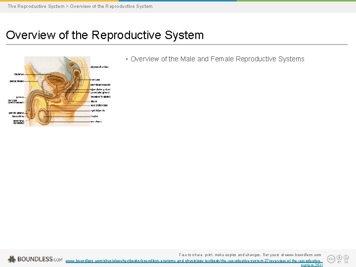 The Reproductive System > Overview of the Reproductive System • Overview of the Male