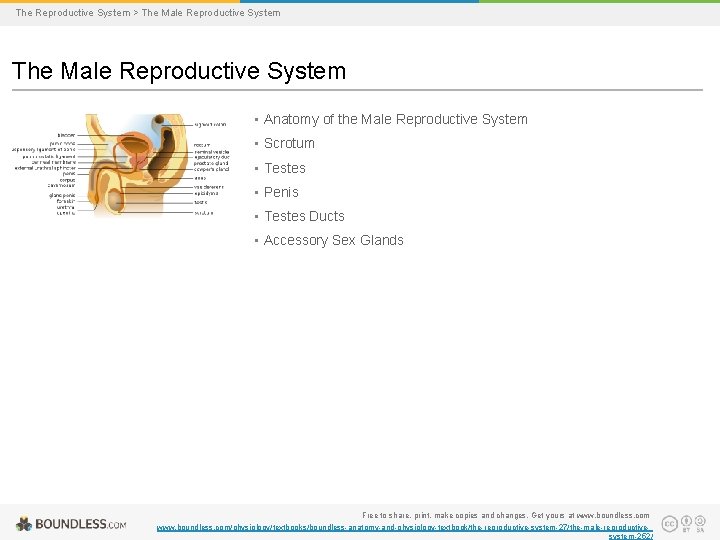 The Reproductive System > The Male Reproductive System • Anatomy of the Male Reproductive