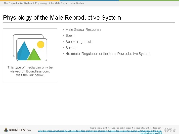 The Reproductive System > Physiology of the Male Reproductive System • Male Sexual Response