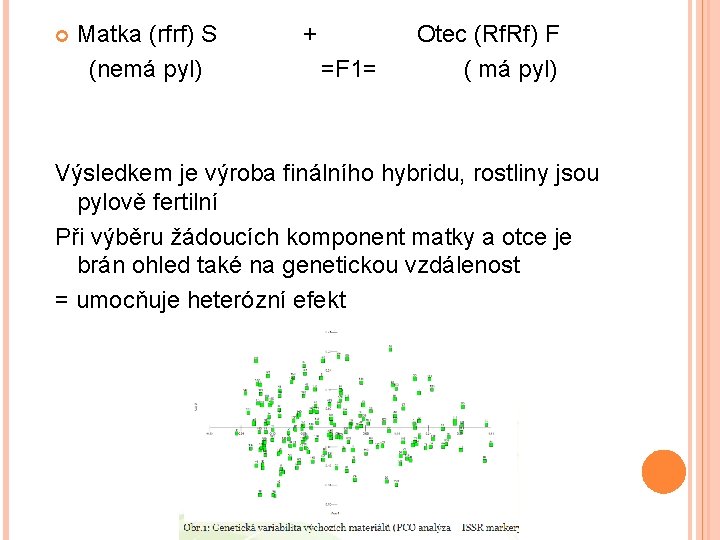  Matka (rfrf) S (nemá pyl) + =F 1= Otec (Rf. Rf) F (