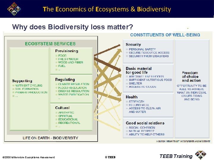 Why does Biodiversity loss matter? © 2005 Millennium Ecosystems Assessment ©TEEB Training 