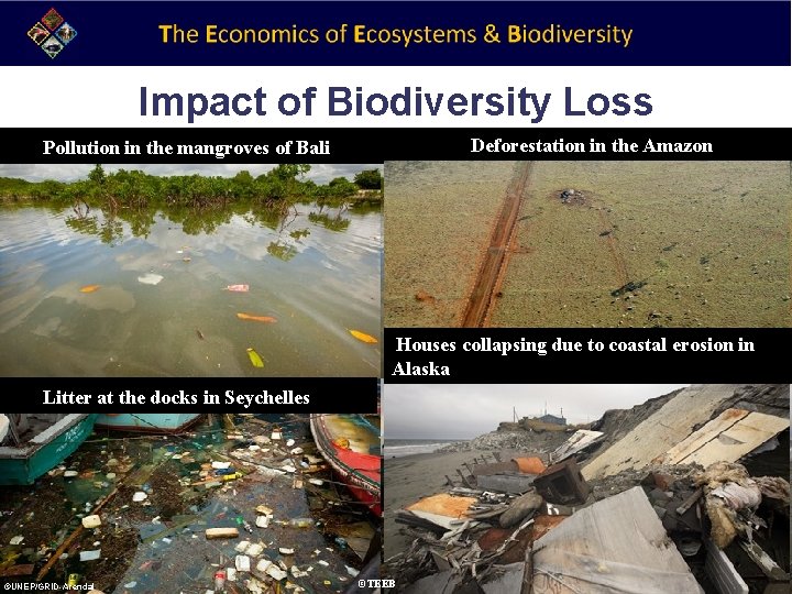 Impact of Biodiversity Loss Deforestation in the Amazon Pollution in the mangroves of Bali