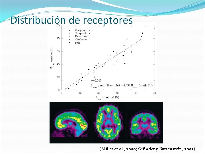 Distribución de receptores (Millet et al. , 2000; Gründer y Bartenstein, 2002) 