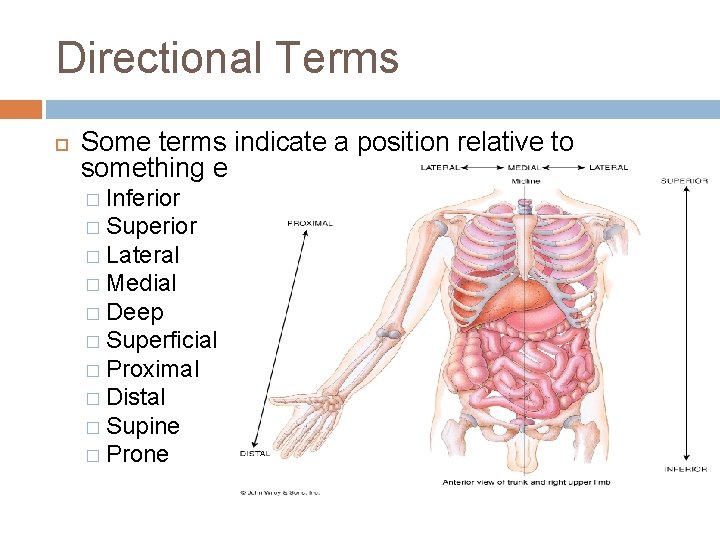 Directional Terms Some terms indicate a position relative to something else. � Inferior �