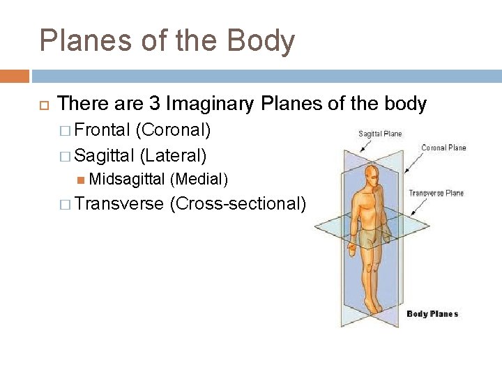 Planes of the Body There are 3 Imaginary Planes of the body � Frontal