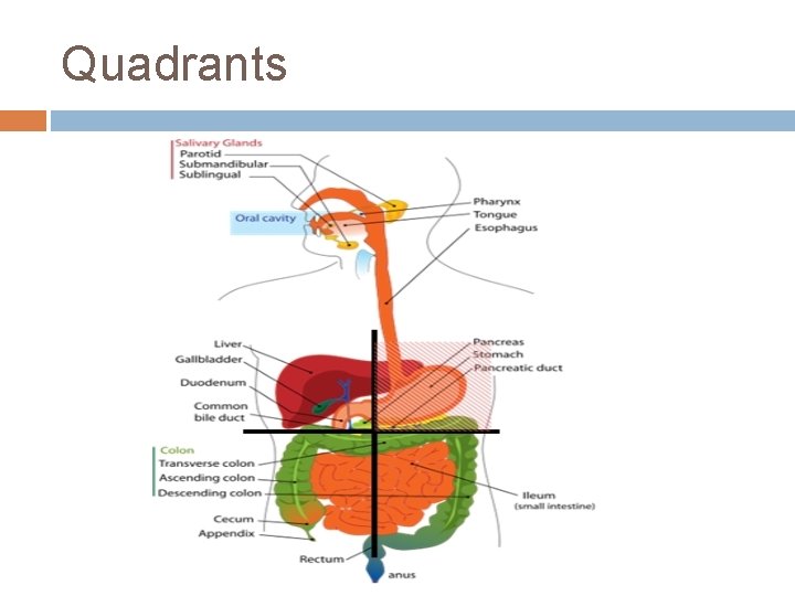 Quadrants 