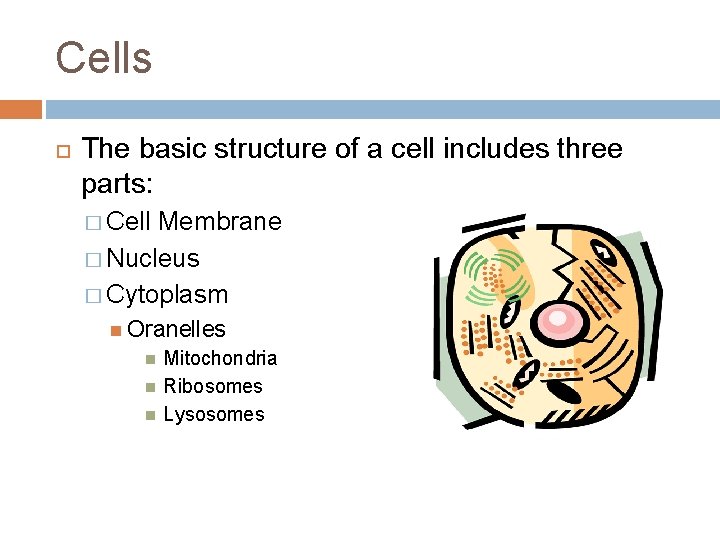 Cells The basic structure of a cell includes three parts: � Cell Membrane �