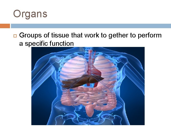 Organs Groups of tissue that work to gether to perform a specific function 