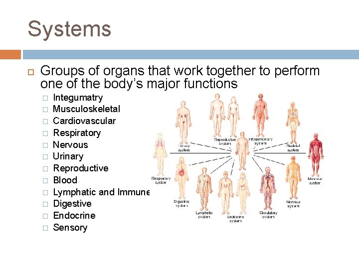 Systems Groups of organs that work together to perform one of the body’s major