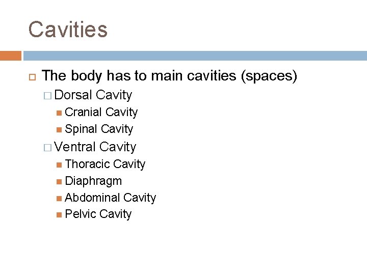 Cavities The body has to main cavities (spaces) � Dorsal Cavity Cranial Cavity Spinal