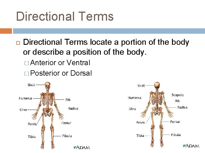 Directional Terms locate a portion of the body or describe a position of the