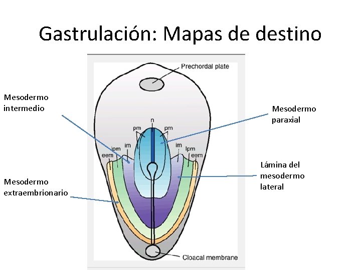 Gastrulación: Mapas de destino Mesodermo intermedio Mesodermo extraembrionario Mesodermo paraxial Lámina del mesodermo lateral