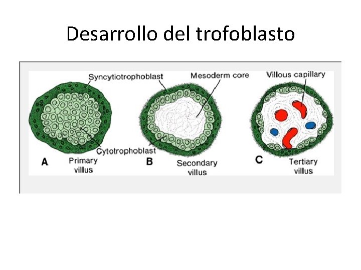 Desarrollo del trofoblasto 