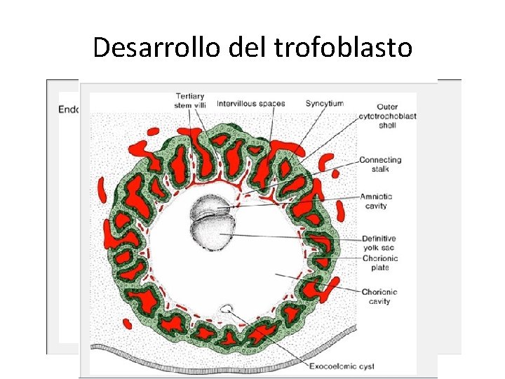 Desarrollo del trofoblasto 