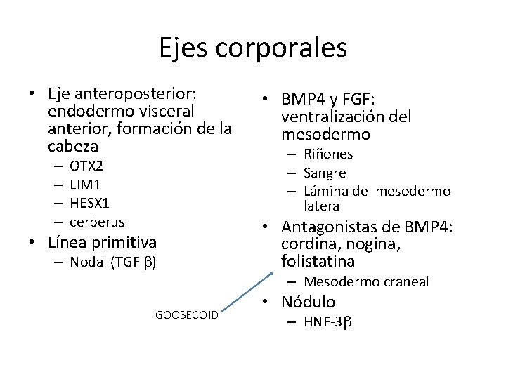 Ejes corporales • Eje anteroposterior: endodermo visceral anterior, formación de la cabeza • BMP