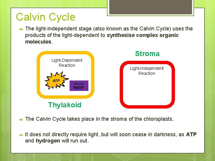 Calvin Cycle The light-independent stage (also known as the Calvin Cycle) uses the products