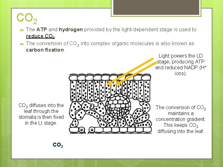 CO 2 The ATP and hydrogen provided by the light-dependent stage is used to