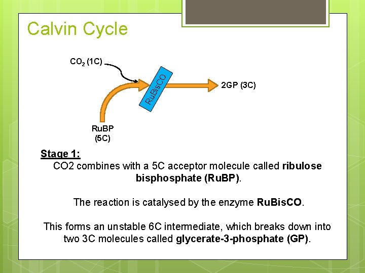 Calvin Cycle Ru Bis CO CO 2 (1 C) 2 GP (3 C) Ru.