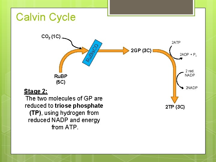 Calvin Cycle CO 2 (1 C) Ru Bis CO 2 ATP Ru. BP (5