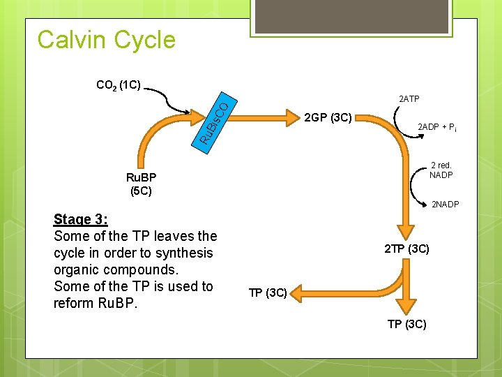 Calvin Cycle CO 2 (1 C) CO 2 ATP Ru Bis 2 GP (3