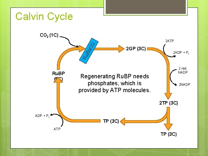 Calvin Cycle CO 2 (1 C) CO 2 ATP Ru Bis 2 GP (3