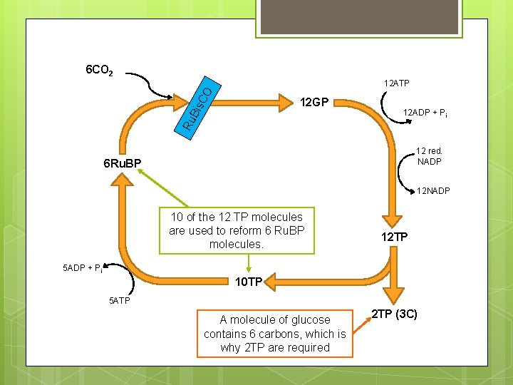 6 CO 2 CO 12 ATP Ru Bis 12 GP 12 ADP + Pi