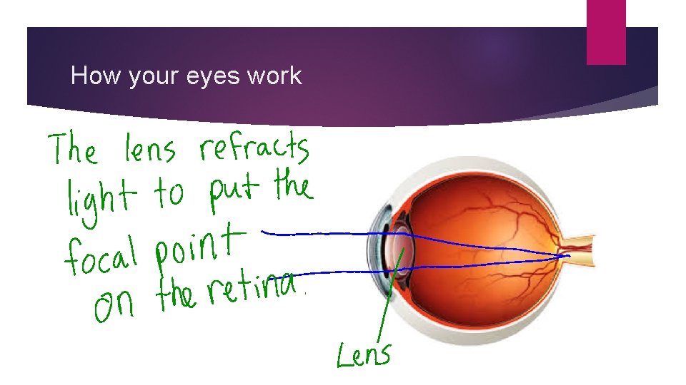 How your eyes work 