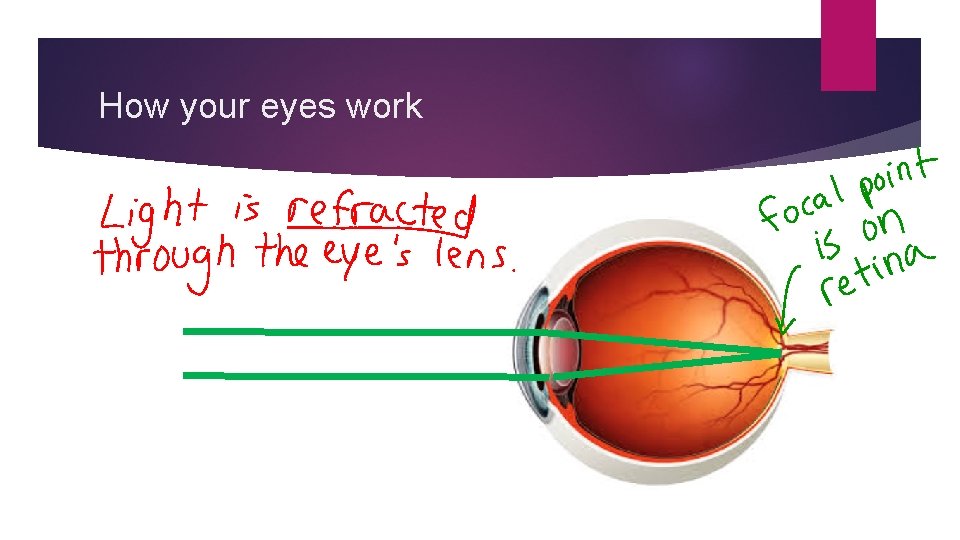 How your eyes work 