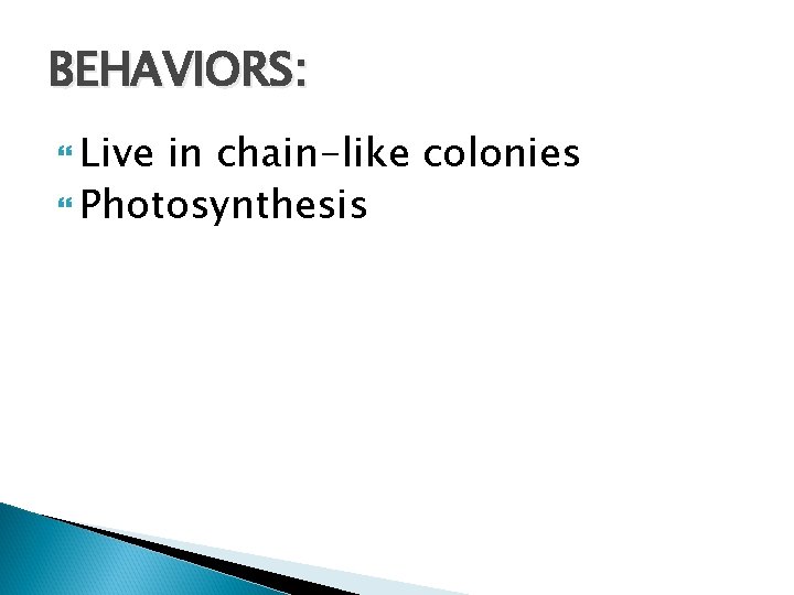 BEHAVIORS: Live in chain-like colonies Photosynthesis 