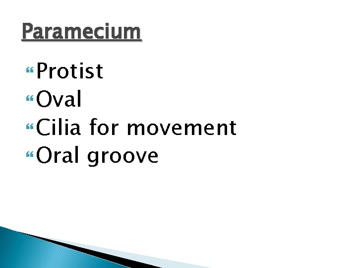 Paramecium Protist Oval Cilia for movement Oral groove 