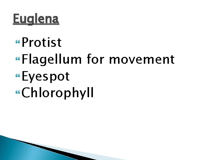 Euglena Protist Flagellum Eyespot for movement Chlorophyll 