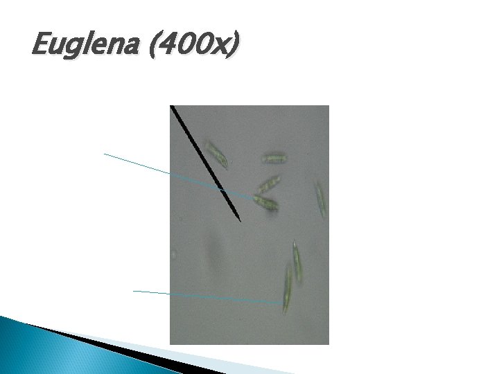 Euglena (400 x) 