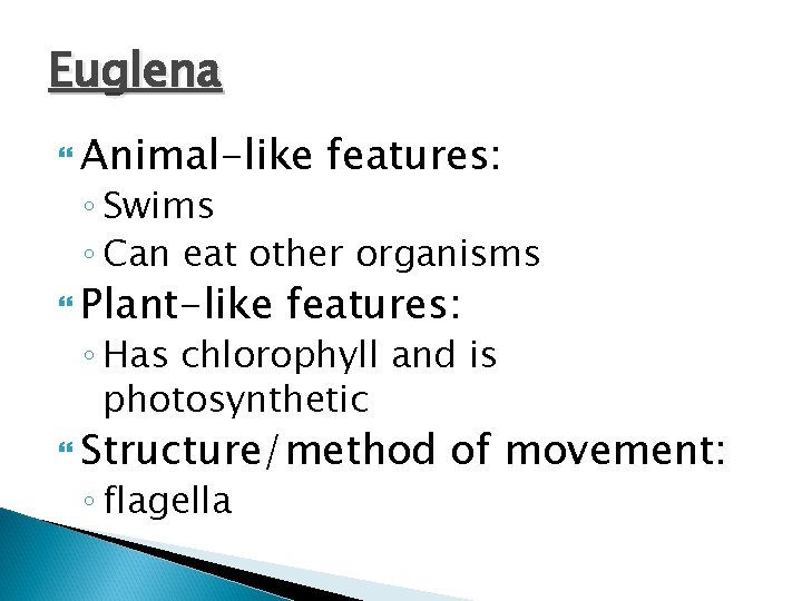 Euglena Animal-like features: ◦ Swims ◦ Can eat other organisms Plant-like features: ◦ Has