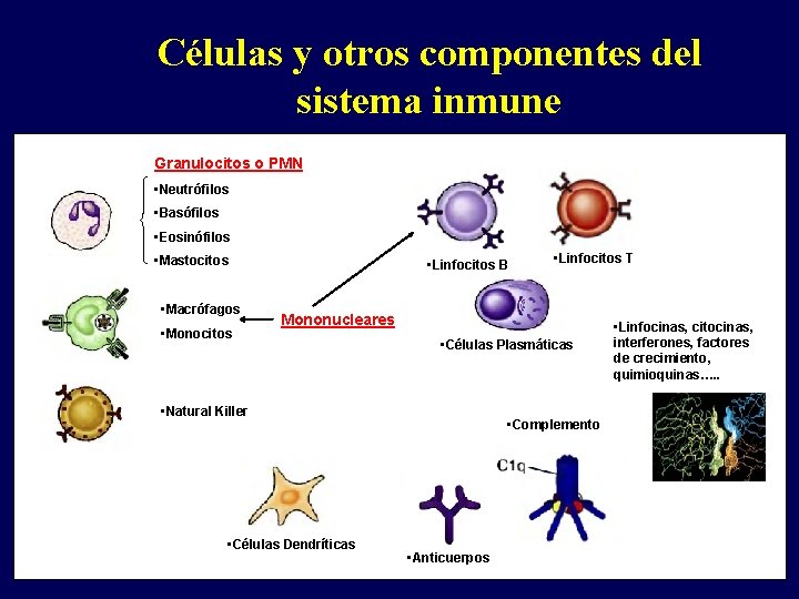 Células y otros componentes del sistema inmune Granulocitos o PMN • Neutrófilos • Basófilos