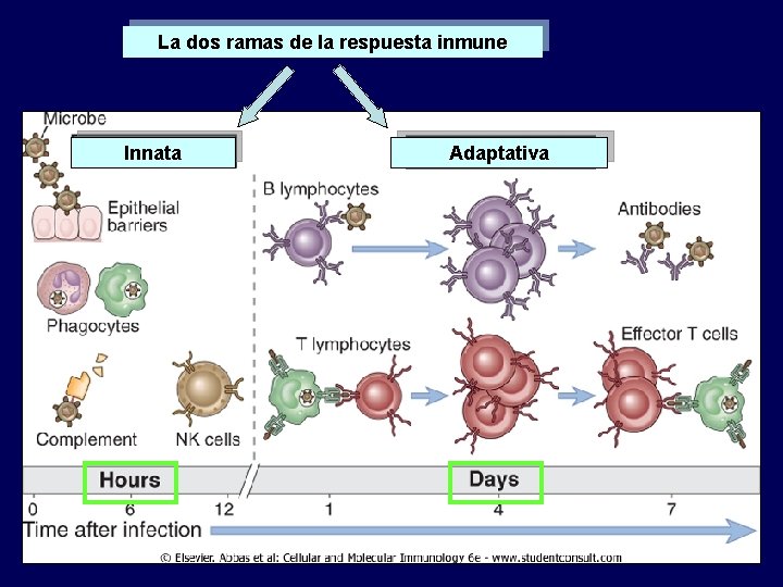 La dos ramas de la respuesta inmune Innata Adaptativa 