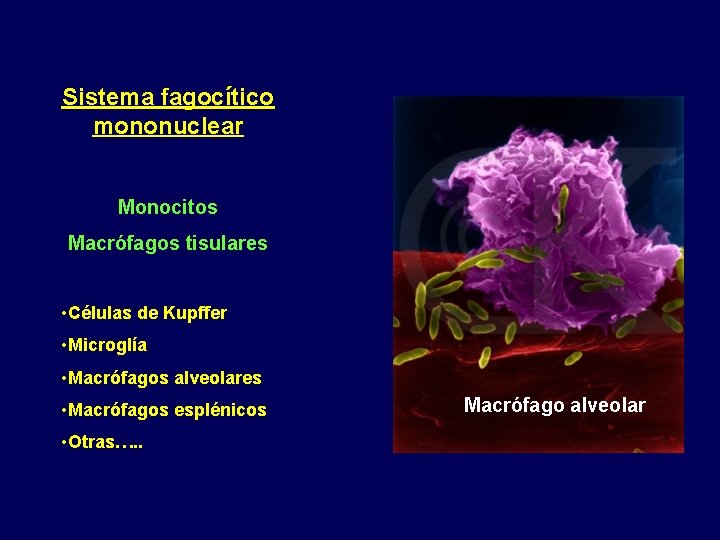 Sistema fagocítico mononuclear Monocitos Macrófagos tisulares • Células de Kupffer • Microglía • Macrófagos