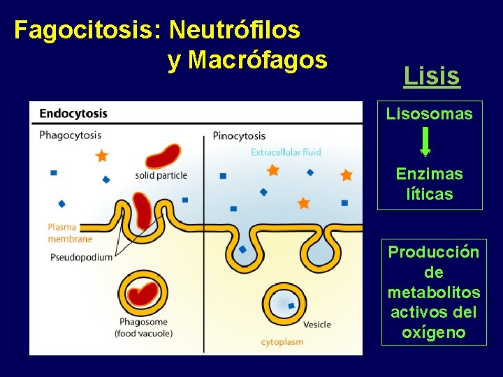 Fagocitosis: Neutrófilos y Macrófagos Lisis Lisosomas Enzimas líticas Producción de metabolitos activos del oxígeno