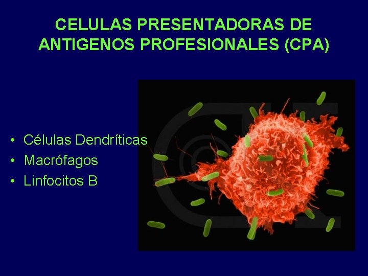 CELULAS PRESENTADORAS DE ANTIGENOS PROFESIONALES (CPA) • Células Dendríticas • Macrófagos • Linfocitos B