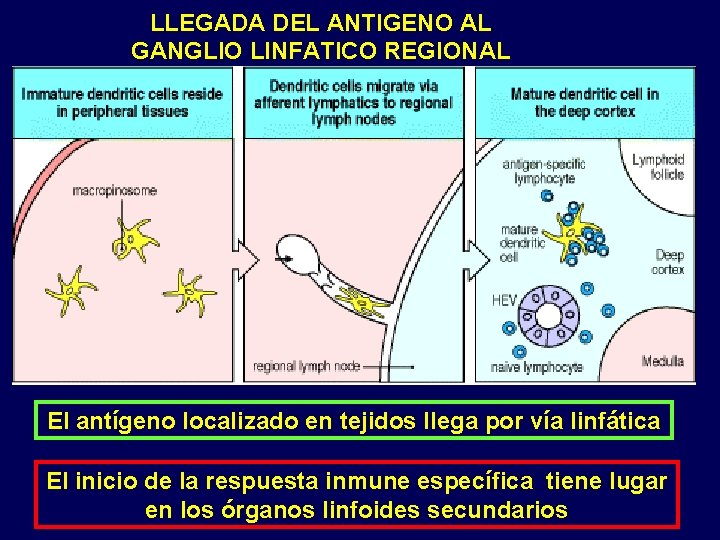 LLEGADA DEL ANTIGENO AL GANGLIO LINFATICO REGIONAL El antígeno localizado en tejidos llega por