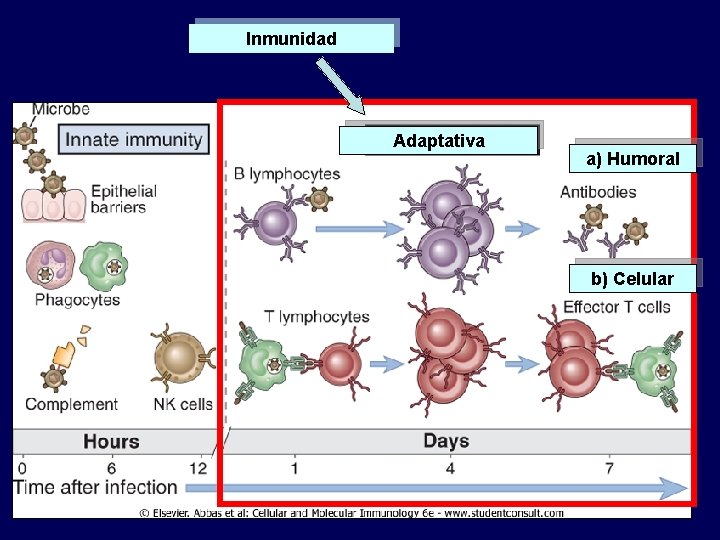 Inmunidad Innata Adaptativa a) Humoral b) Celular 
