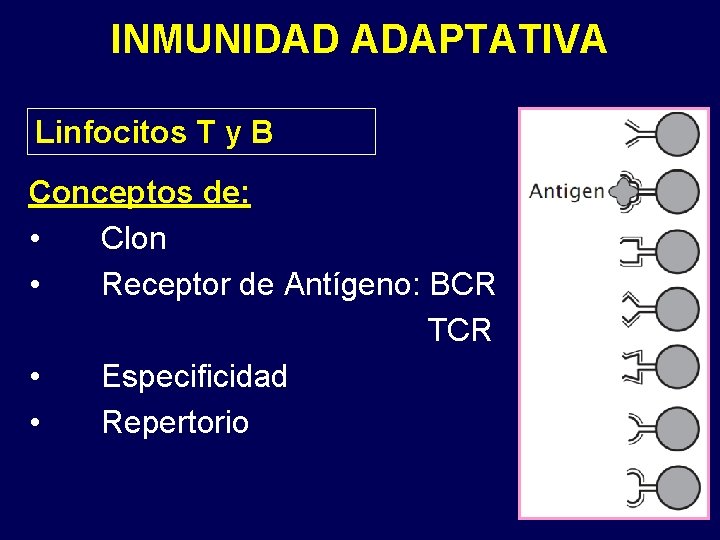 INMUNIDAD ADAPTATIVA Linfocitos T y B Conceptos de: • Clon • Receptor de Antígeno: