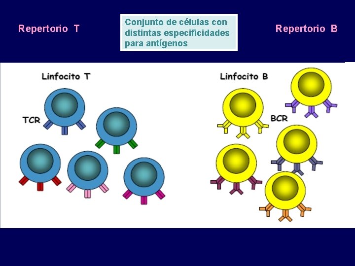 Repertorio T Conjunto de células con distintas especificidades para antígenos Repertorio B 
