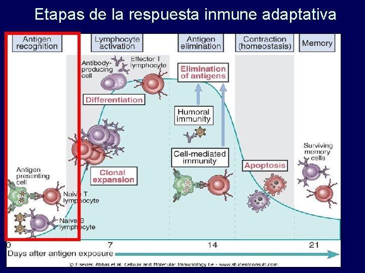 Etapas de la respuesta inmune adaptativa 