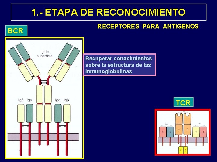 1. - ETAPA DE RECONOCIMIENTO BCR RECEPTORES PARA ANTIGENOS Recuperar conocimientos sobre la estructura
