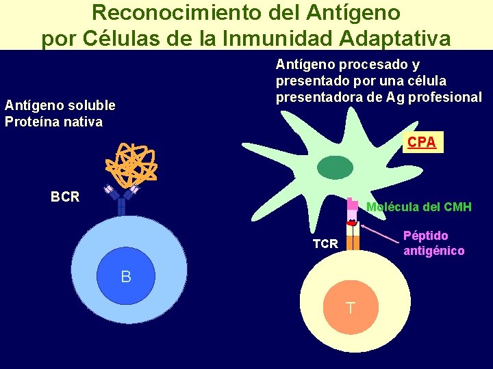 Reconocimiento del Antígeno por Células de la Inmunidad Adaptativa Antígeno procesado y presentado por