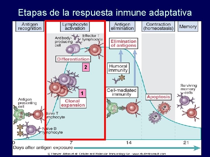 Etapas de la respuesta inmune adaptativa 2 1 