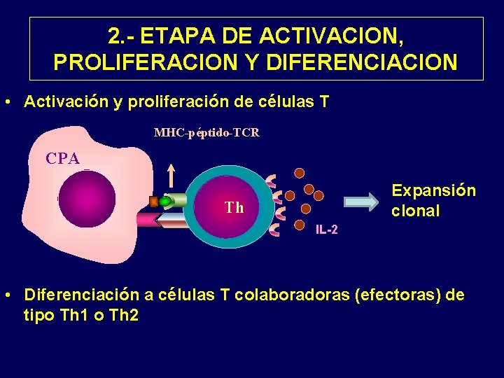 2. - ETAPA DE ACTIVACION, PROLIFERACION Y DIFERENCIACION • Activación y proliferación de células